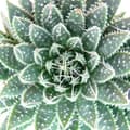 Miniatyrbild 2 av 2: Aloe aristata - stor planta i 12cm kruka