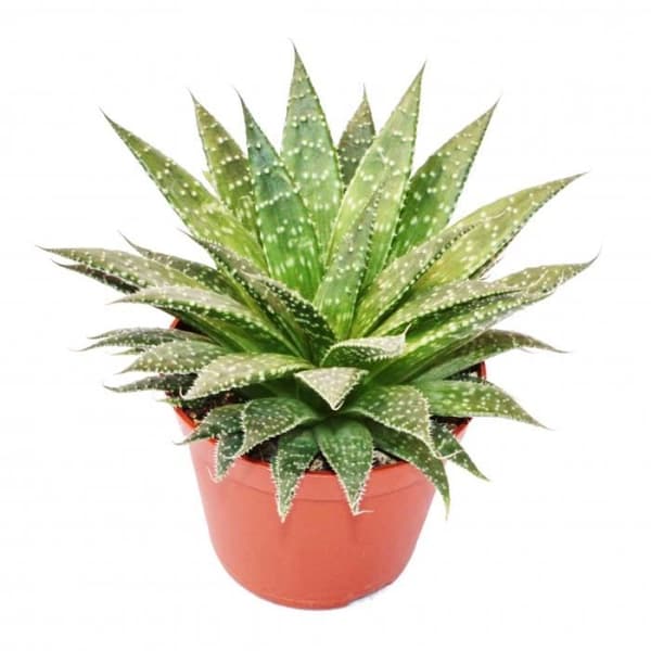 Aloe aristata - stor planta i 12cm kruka