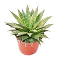 Miniatyrbild 1 av 2: Aloe aristata - stor planta i 12cm kruka