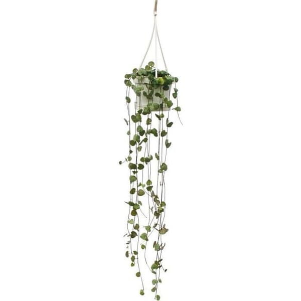 Hängväxt inomhus - Ceropegia woodii - Kandelaberblomma - trafikljus 10cm