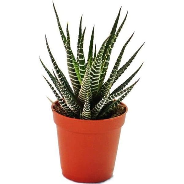 Haworthia fasciata - liten planta i 5,5 cm kruka
