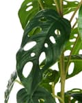 Miniatyrbilde 5 av 6: Kunstig Potteplante Grønt og Svart Syntetisk Materiale 53 cm Monstera Plante Dekorativt Innendørs Tilbehør