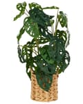 Miniatyrbilde 1 av 6: Kunstig Potteplante Grønt og Svart Syntetisk Materiale 53 cm Monstera Plante Dekorativt Innendørs Tilbehør