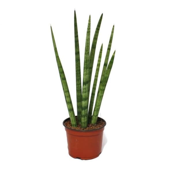 Sansevieria cylindrica - elegant växt i 10,5 cm kruka