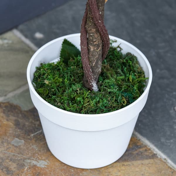 Rootz Artificial Tree - Artificial Plant - Cement Pot - Lav vedligeholdelse - 18 cm x 90 cm