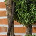 Miniatyrbillede 9 af 11: Rootz Artificial Boxwood Plant - Faux Greenery - Realistic Decor - Always Fresh - 115 cm H X 19,5 cm Ø Pot