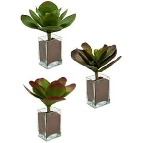 Dekorativa växter - IBERGARDEN - Set med 6 - Tvåfärgade - 27 x 29 x 27 cm - Inomhus