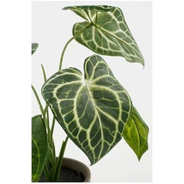 Dekorativ växt - MICA DECORATIONS - Caladium - Ø 21 cm - Höjd 28 cm - Konstgjord