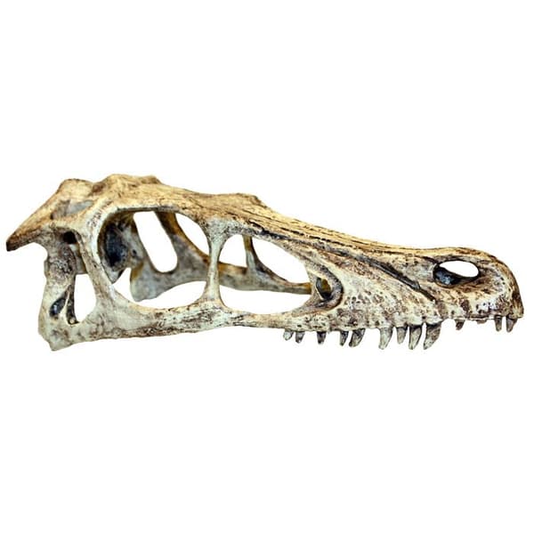 Tillbehör för terrarium liten Komodo Raptor skalle