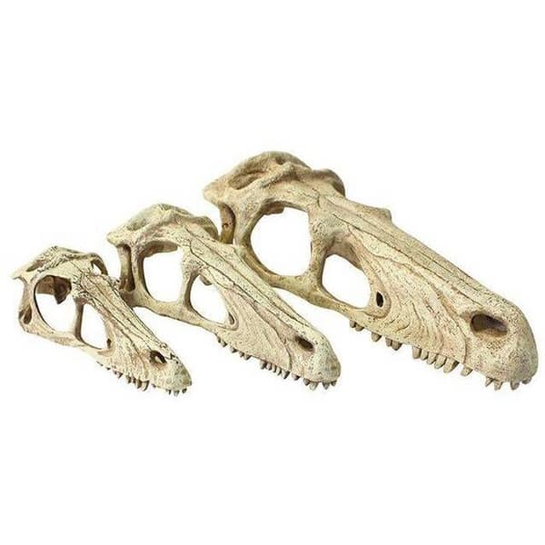 Tillbehör för terrarium liten Komodo Raptor skalle