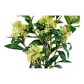 Miniatyrbild 3 av 4: Rootz Artificial Skimmia Tree - Faux Plant - Botanical Decor - Inget underhåll - 75 cm x 40 cm x 40 cm