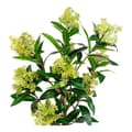 Miniatyrbild 2 av 4: Rootz Artificial Skimmia Tree - Faux Plant - Botanical Decor - Inget underhåll - 75 cm x 40 cm x 40 cm