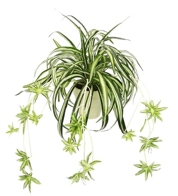 Fleur-plante artificiell - torkad blomma Flair flower - 087804GNW