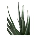 Miniatyrbilde 3 av 6: Aloe Vera kunst tre høyde 51 cm grønn.