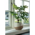 Miniatyrbilde 5 av 6: Figentræ kunstig plante H60 cm grønn.