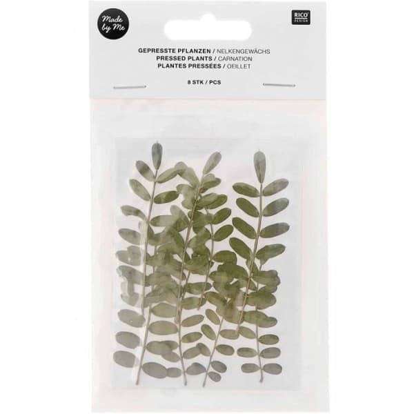 Pressade blommor - Nejlika - 5 till 7,5 cm - Set om 6 - Dekorativ trend