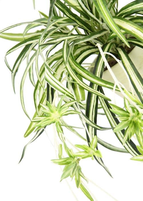 Fleur-plante artificiell - torkad blomma Flair flower - 087804GNW