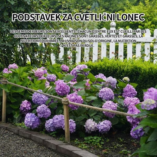 INN Hortensior 3st 9cm Lövfällande buske Perenn växt Hortensia Trädgård Hemmakontor Trädgårdsdekoration Bonsaiväxter