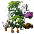 Miniatyrbild 1 av 4: INN Hortensior 3st 9cm Lövfällande buske Perenn växt Hortensia Trädgård Hemmakontor Trädgårdsdekoration Bonsaiväxter