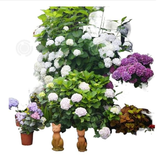 INN Hortensior 3st 9cm Lövfällande buske Perenn växt Hortensia Trädgård Hemmakontor Trädgårdsdekoration Bonsaiväxter