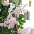 Miniatyrbillede 2 af 4: 90cm kunstig kirsebærblomst vin, UV-bestandig hængende kunstig lavet, vægdekoration til bryllup og hjem