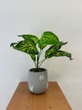 Miniatyrbild 8 av 8: KONSTGJORD VÄXT I KRUKAN FÖR HEMMAKONTOR REALISTISK DIEFFENBACHIA