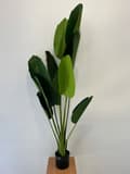 Miniatyrbillede 3 af 3: KUNSTIG PLANTE BANANPALMETRÆ Eksotisk I POTTE REALISTISK 150cm