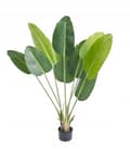 Miniatyrbillede 1 af 3: KUNSTIG PLANTE BANANPALMETRÆ Eksotisk I POTTE REALISTISK 150cm