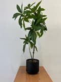 Miniatyrbillede 5 af 5: KUNSTIG PACHIRA-PLANTE I POTTE REALISTISK 60 cm SMUK BUSK