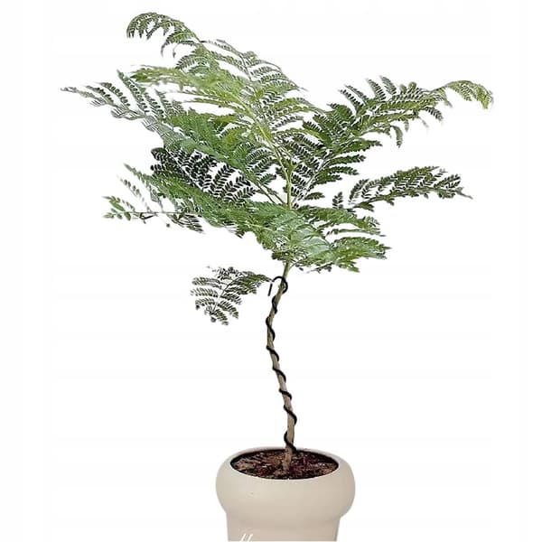 KUNSTIG MIMOSA JAKARANDA PLANTE I POTTE REALISTISK 110 cm HJEMMEKONTOR