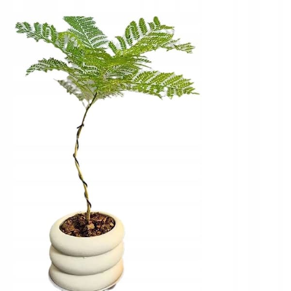 KUNSTIG MIMOSA JAKARANDA PLANTE I POTTE REALISTISK 110 cm HJEMMEKONTOR