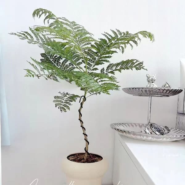 KUNSTIG MIMOSA JAKARANDA PLANTE I POTTE REALISTISK 110 cm HJEMMEKONTOR