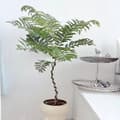 Miniatyrbillede 5 af 7: KUNSTIG MIMOSA JAKARANDA PLANTE I POTTE REALISTISK 110 cm HJEMMEKONTOR