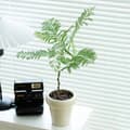 Miniatyrbillede 6 af 7: KUNSTIG MIMOSA JAKARANDA PLANTE I POTTE REALISTISK 110 cm HJEMMEKONTOR