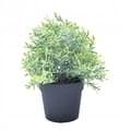 Miniatyrbillede 1 af 2: KUNSTIG POTTEPLANTE REALISTISK 20CM FLOTT ROSMARINBUSK