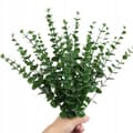 Miniatyrbillede 2 af 6: KUNSTIG EUKALYPTUS Plante 10 stk. PYNT op til 38 cm GRENSÆT