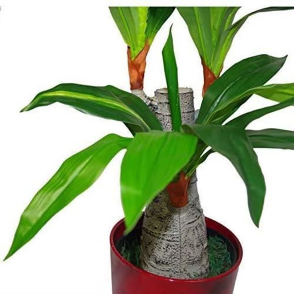 Leaf Design UK artificiell trippelgren växt Stor svart plastkruka 75 cm Dracaena LEAF-7069