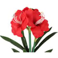 Miniatyrbild 3 av 4: Closer To Nature FT033RD - Röd konstgjord Amaryllis 55 cm