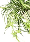 Miniatyrbild 2 av 3: Fleur-plante artificiell - torkad blomma Flair flower - 087804GNW