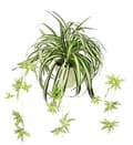 Miniatyrbild 1 av 3: Fleur-plante artificiell - torkad blomma Flair flower - 087804GNW