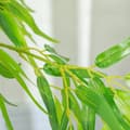 Miniatyrbillede 8 af 9: Kunstig Plante, Ø17 x 150H cm, Grøn