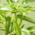 Miniatyrbillede 8 af 9: Kunstig Plante, 180 cm, Grøn