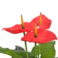 Miniatyrbild 2 av 2: Konstväxt Flamingoblomma med kruka 90 cm röd och gul