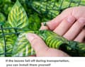 Miniatyrbillede 3 af 5: Lollanda Udendørs Vindhegn Havehegn Vedbend, Kunstigt privatlivshegn med plasttape, - 0,5/1x3m, Privatlivsbeskyttelse, Lydisolering