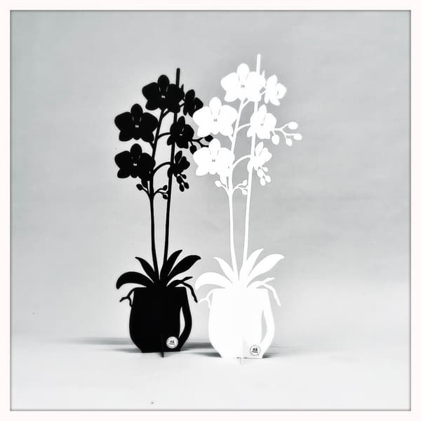 Orkidé - ETERNITY 2025 Vit 47 cm