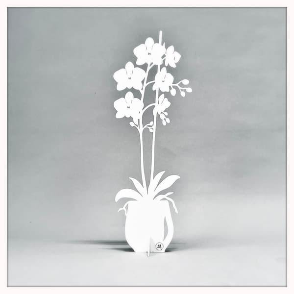 Orkidé - ETERNITY 2025 Vit 47 cm