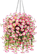 Miniatyrbild 5 av 6: Lollanda 2-pack Konstgjorda Hängblommor 75 cm, Hängande Konstgjord Morning - UV-resistenta, Naturtrogna För Trädgård & Heminredning
