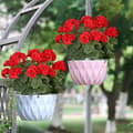 Miniatyrbillede 5 af 6: OBOSOE 24-pak kunstige pelargonier, UV-resistente falske blomster udendørs planter indretning