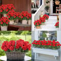 Miniatyrbillede 6 af 6: OBOSOE 24-pak kunstige pelargonier, UV-resistente falske blomster udendørs planter indretning