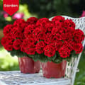 Miniatyrbillede 6 af 9: OBOSOE 24-pak kunstige pelargonier, UV-resistente falske blomster udendørs planter indretning